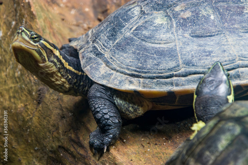 Vietnamese pond turtle (Mauremys annamensis) 
The head is dark with three or four yellow stripes down the side.The plastron is firmly attached, yellow or orange, with a black blotch on each scute. photo