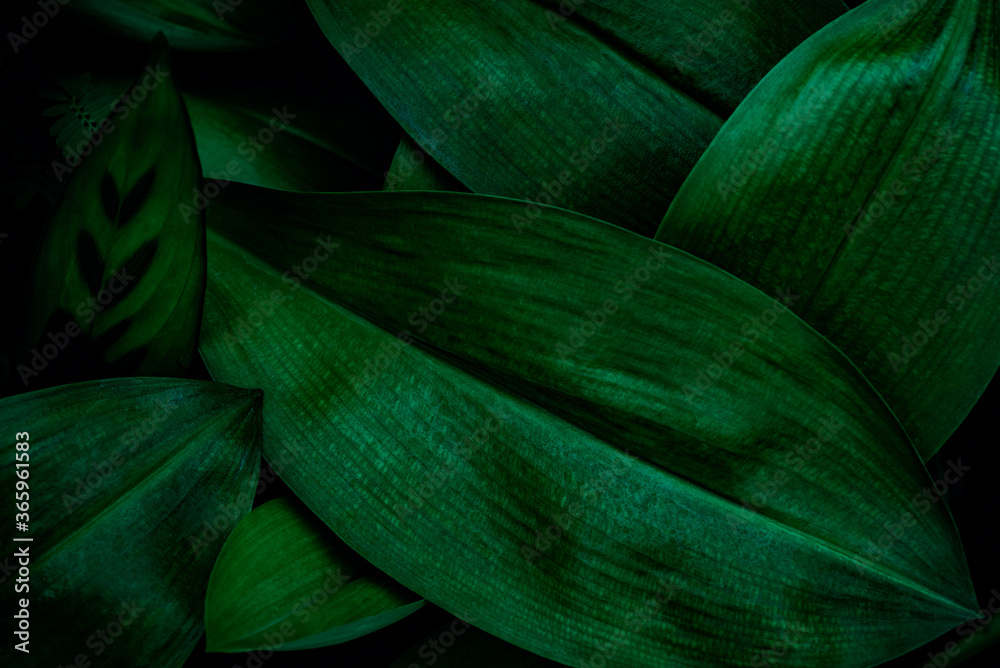 Fototapeta tropikalne liście, streszczenie tekstura zielonych liści, tło natura