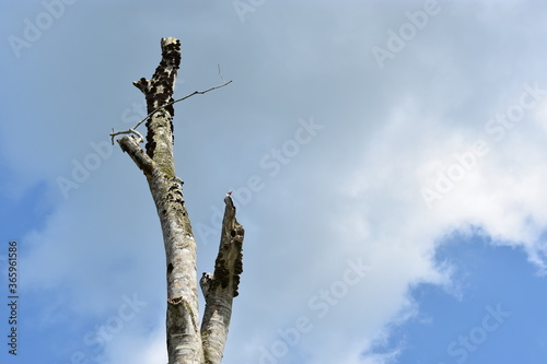 Titira Colinegra sitting on a dry stick, Ecuador photo