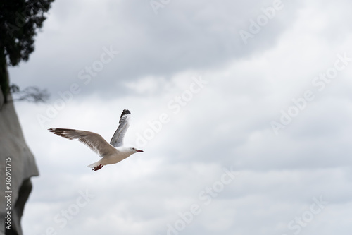 seagull in flight