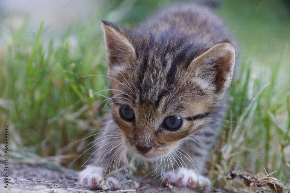 Kitten in the grass Kitten in the grass