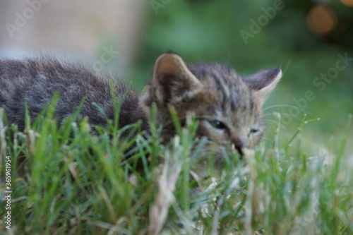 Kitten in the grass