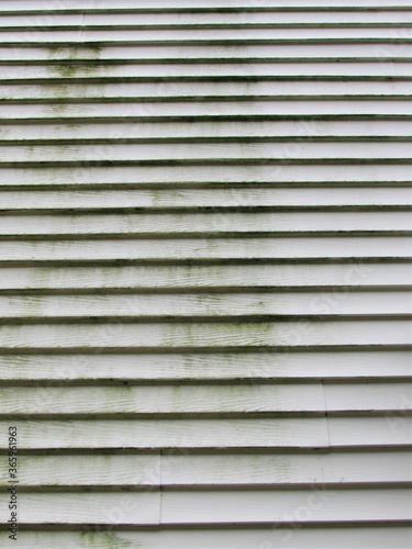 Mold and mildew on the exterior siding of a house 