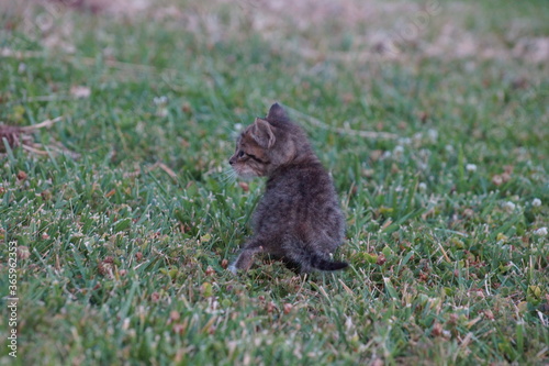 Kitten in the grass © Cason