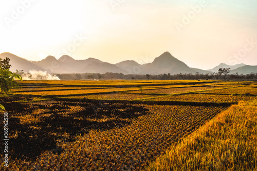 Rice fields turn yellow during the rice harvest season in Badegan Village, Ponorogo, East Java, Indonesia photo