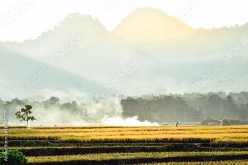 Rice fields turn yellow during the rice harvest season in Badegan Village, Ponorogo, East Java, Indonesia photo