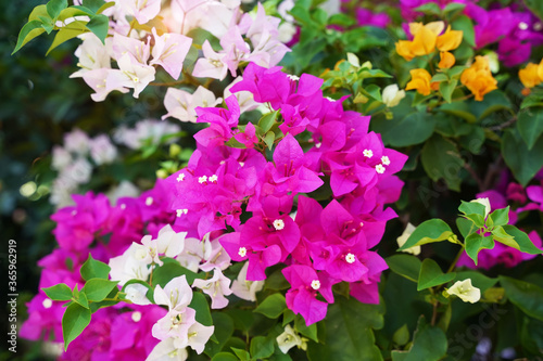 purple bougainvillea flowers in garden