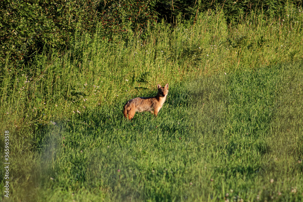 Coyote in field. 