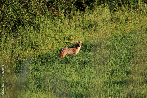 Fototapeta Naklejka Na Ścianę i Meble -  Coyote in field. 