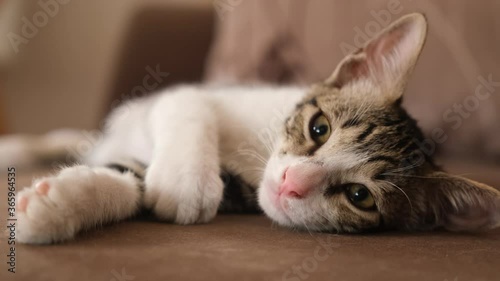 Wallpaper Mural A tired, sluggish and sleepy cat lying on the sofa. Cat in tabby and white colors. Torontodigital.ca