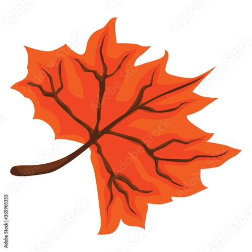 maple leaf