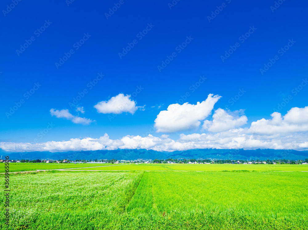 夏の信州　安曇野の田園風景