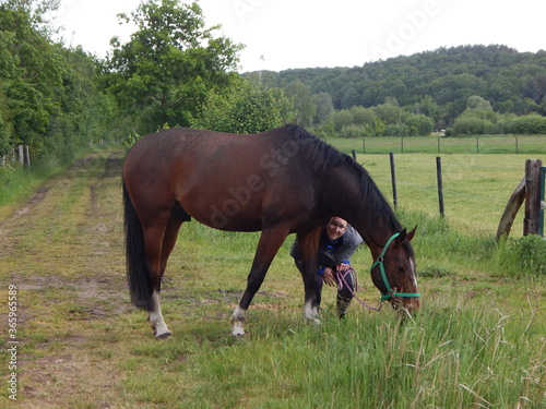 horse and foal