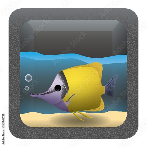 forceps butterflyfish in an aquarium
