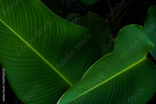 Tropical green banana taro leaf. fresh summer background concept