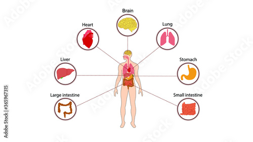 human organs internal diagram, Body of human internal organs, brain, heart, lungs, liver, stomach, intestine