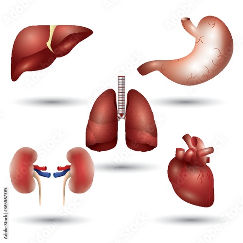 set of human internal organs