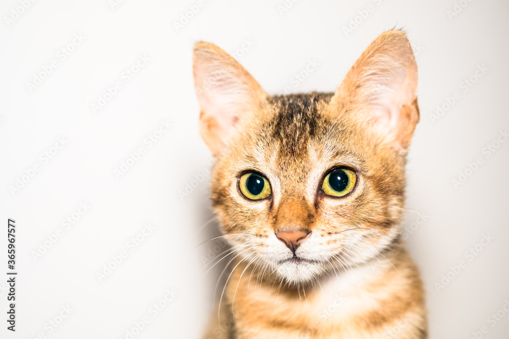 A tiny orange kitten stands out against a white background