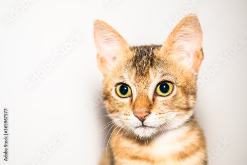 A tiny orange kitten stands out against a white background © CoreyOHara