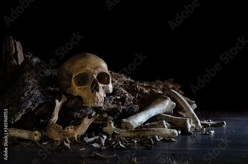 Skulls and bone put on decay timber and the wooden table in old room which has dim light and dark background