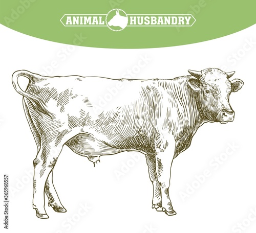 Fotobehang breeding cow. animal husbandry. livestock illustration on a white