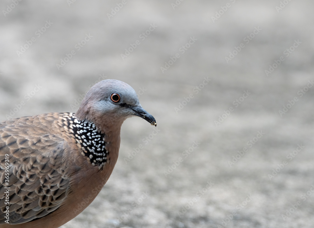 Close up Head of Spotted Dove Isolated on Background with Copy Space Close up Head of Spotted Dove Isolated on Background with Copy Space