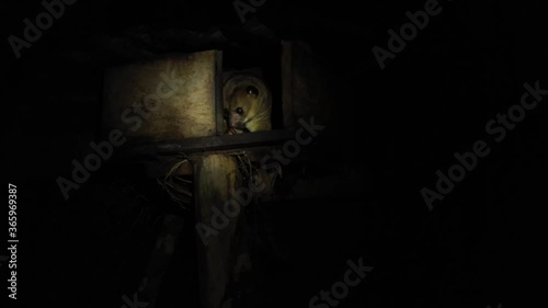 A kinkajou, potus flavus, sticking his head out a small wooden house at the start of the night
 photo