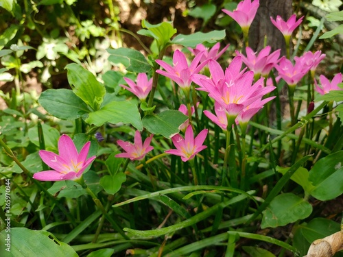 pink flowers in a garden