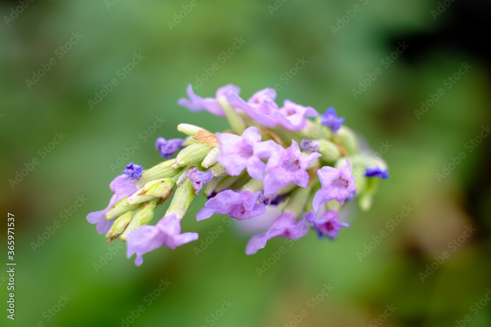 Flower of red holy Basil against a green natural out of focus background. High quality photo
