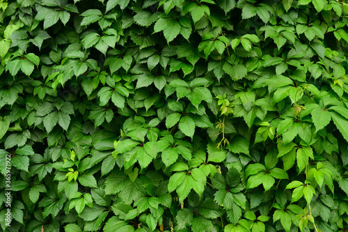 Wet wild grape leaves background and texture.