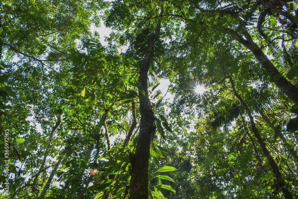 Fototapeta premium Tropical Forest. Puerto Quito-Ecuador.
