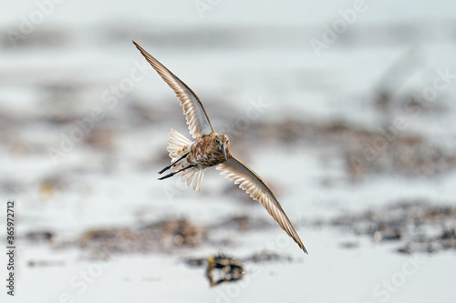 Photos Curlew sandpiper (Calidris ferruginea)