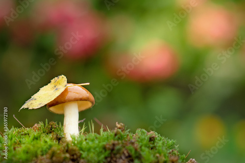 One beautiful wet mushroom with an autumn leaf on the cap.