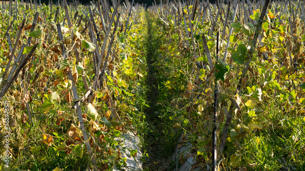 Melon cultivation, a fruit with good business value, a fast harvest with abundant yields Melon cultivation, a fruit with good business value, a fast harvest with abundant yields