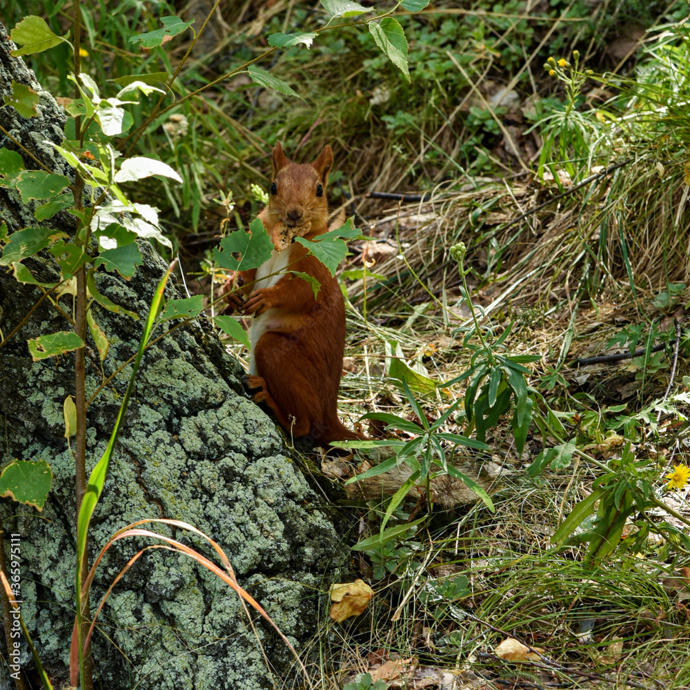 Obraz premium squirrel in the woods