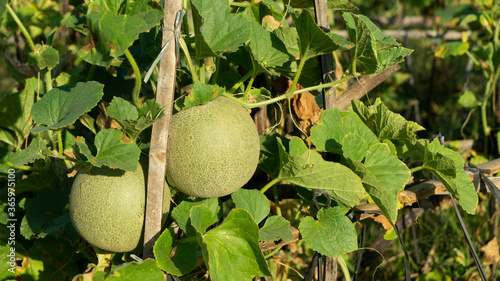 Cucumis melo called melons on a plantation that is entering the harvest season, one of agribusiness with fantastic economic value