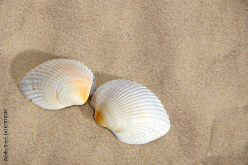 Two seashells on a sandy background.