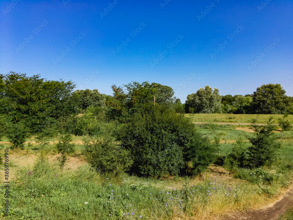 View of a meadow with green grass and trees in the distance under a blue sky with white clouds on a sunny summer day.