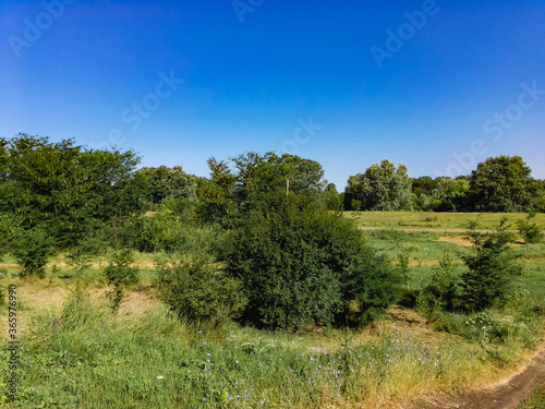 View of a meadow with green grass and trees in the distance under a blue sky with white clouds on a sunny summer day.