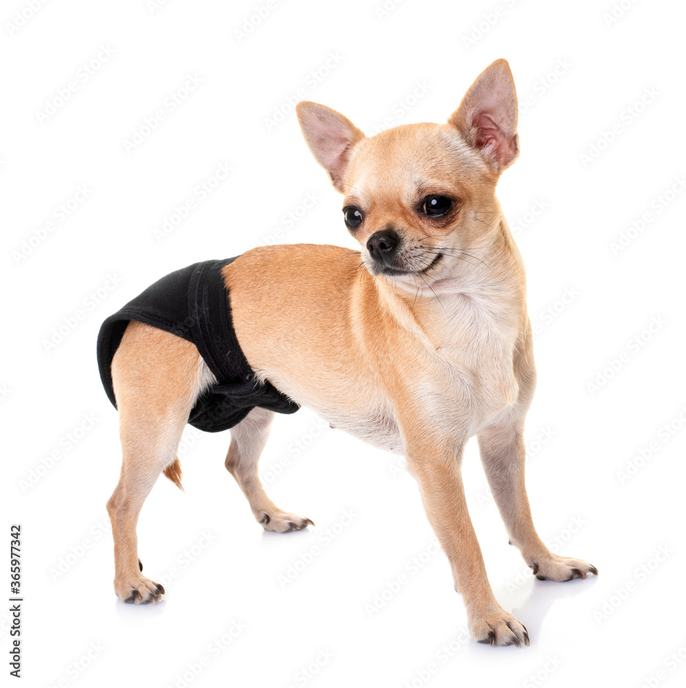 chihuahua with pants in studio