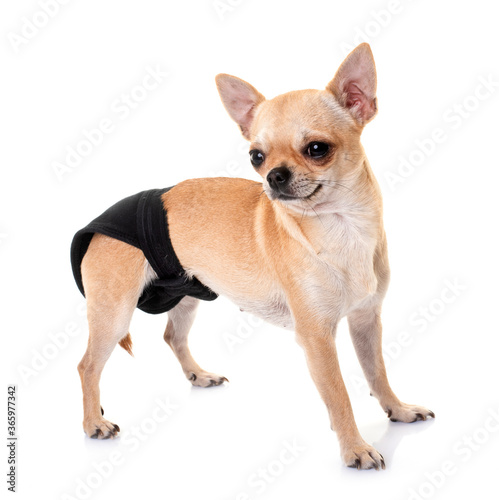 chihuahua with pants in studio © cynoclub