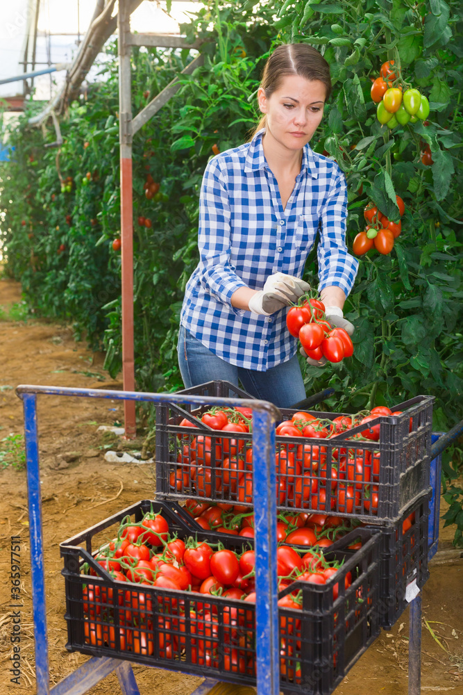 Fototapeta premium Skilled woman engaged in seasonal gardening picking fresh ripe plum tomatoes on farm