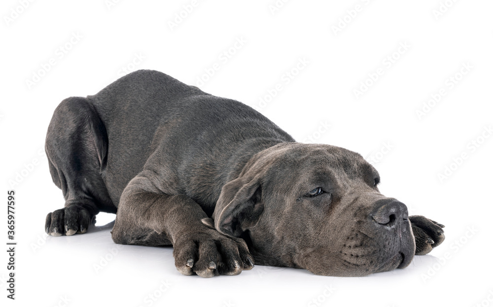 Obraz premium puppy great dane