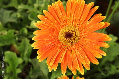 orange gerber daisy