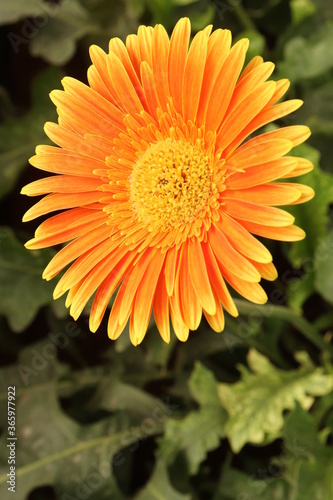 orange flower of calendula