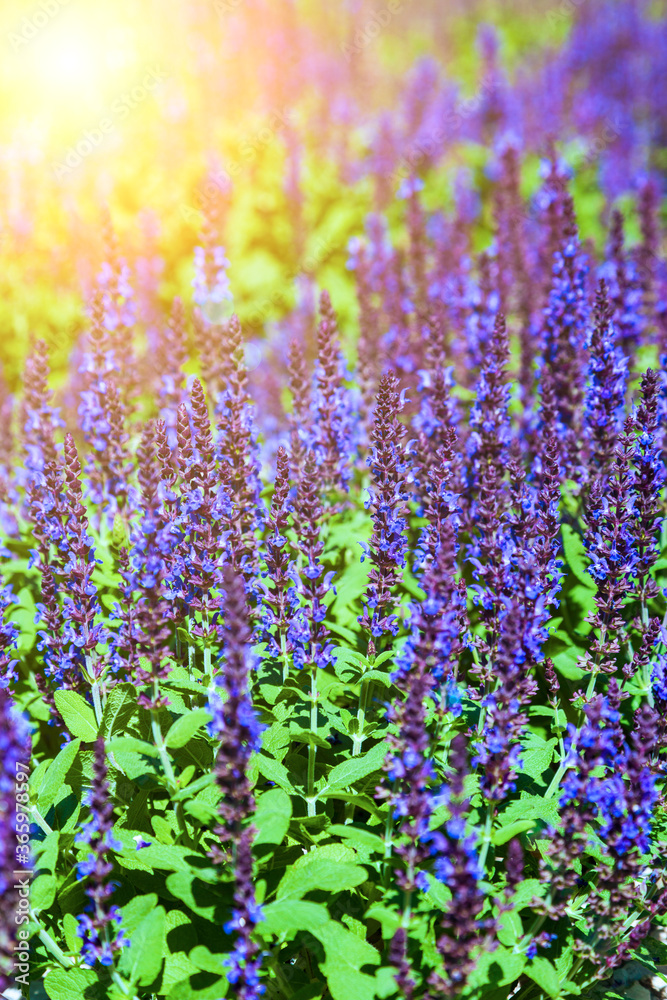 Obraz premium Beautiful lilac lavender flowers close-up.