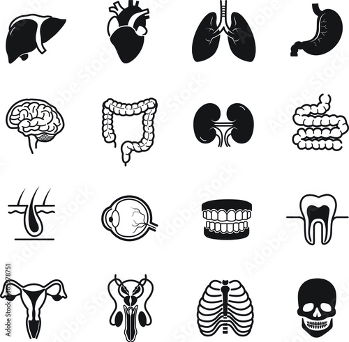 human organ icon