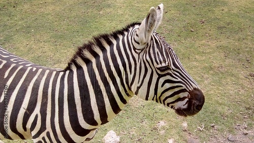 zebra in the zoo