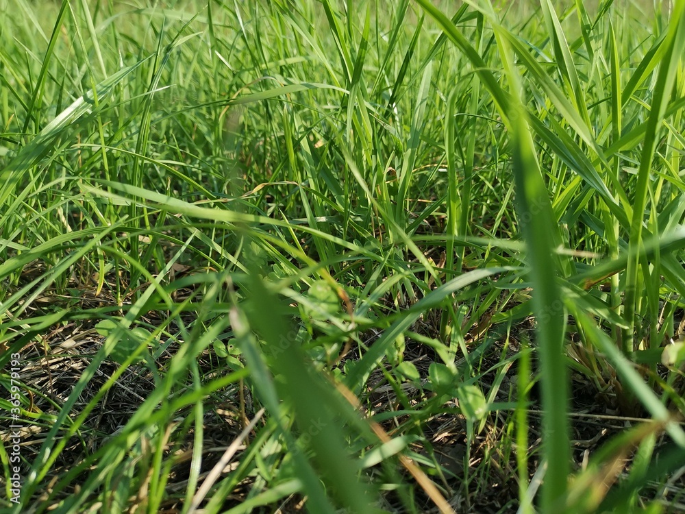 green grass on the grass