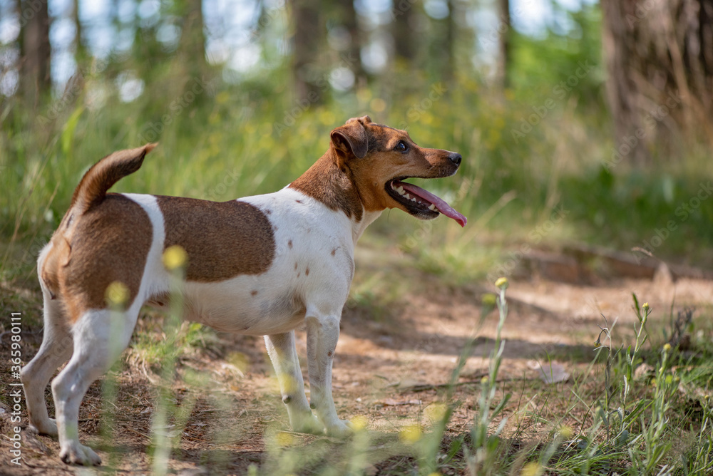 Jack russell terrier playing in the forest. Close-up photographed.